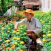Cúc vạn thọ ''bén rễ'' đất An Nhơn