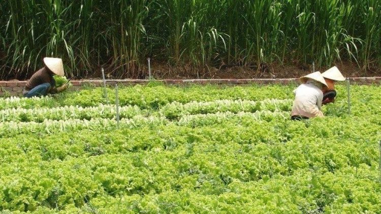 HTX Như Ý: Tìm hướng đi cho rau cao cấp