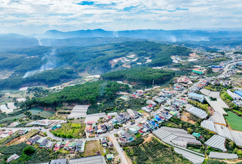 Hương trà giữa ngàn thông