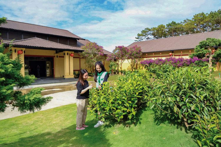 Hương trà giữa ngàn thông
