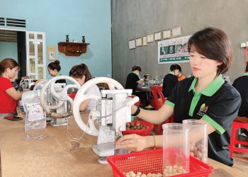 Macca DiLin của Út