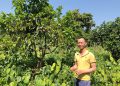Trồng rau bò khai hướng hữu cơ, nông dân thu nhập bền vững