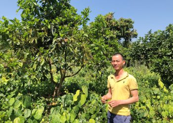 Trồng rau bò khai hướng hữu cơ, nông dân thu nhập bền vững