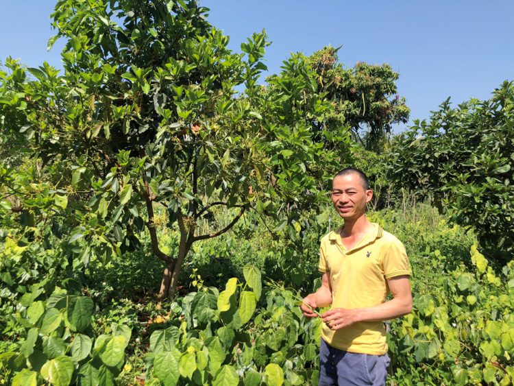 Trồng rau bò khai hướng hữu cơ, nông dân thu nhập bền vững