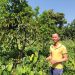 Trồng rau bò khai hướng hữu cơ, nông dân thu nhập bền vững