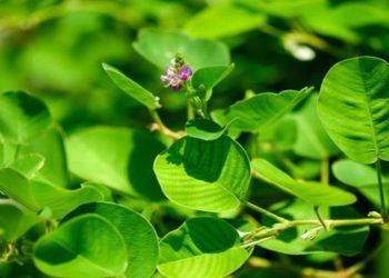 CÂY THUỐC KIM TIỀN THẢO